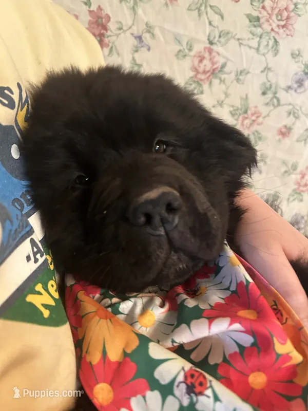 LadyBug – Newfoundland puppy for sale in Shermans Dale, PA