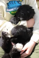 Moth, a female Newfoundland for sale in Shermans Dale, PA – 3 of 6