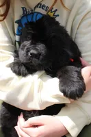 LadyBug, a female Newfoundland for sale in Shermans Dale, PA – 2 of 6