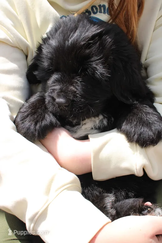 Skeeter – Newfoundland puppy for sale in Shermans Dale, PA