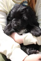 Skeeter, a male Newfoundland for sale in Shermans Dale, PA – 1 of 4