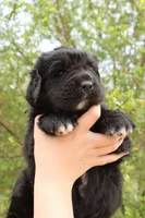 Moth, a female Newfoundland for sale in Shermans Dale, PA – 6 of 6