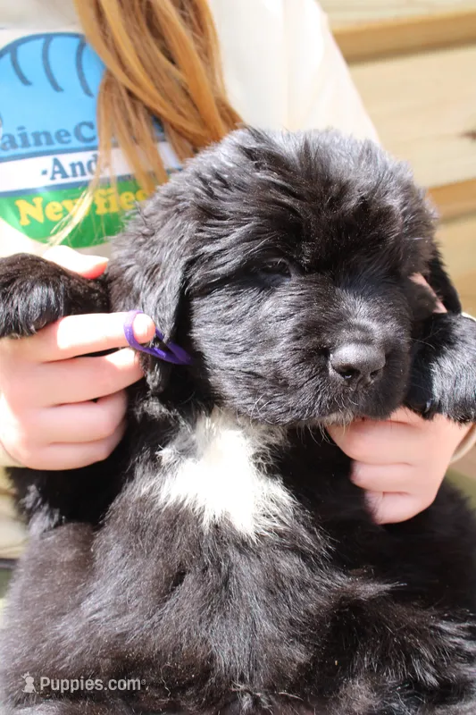 Roly Poly – Newfoundland puppy for sale in Shermans Dale, PA