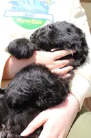 Mantis, a male Newfoundland for sale in Shermans Dale, PA – 2 of 5