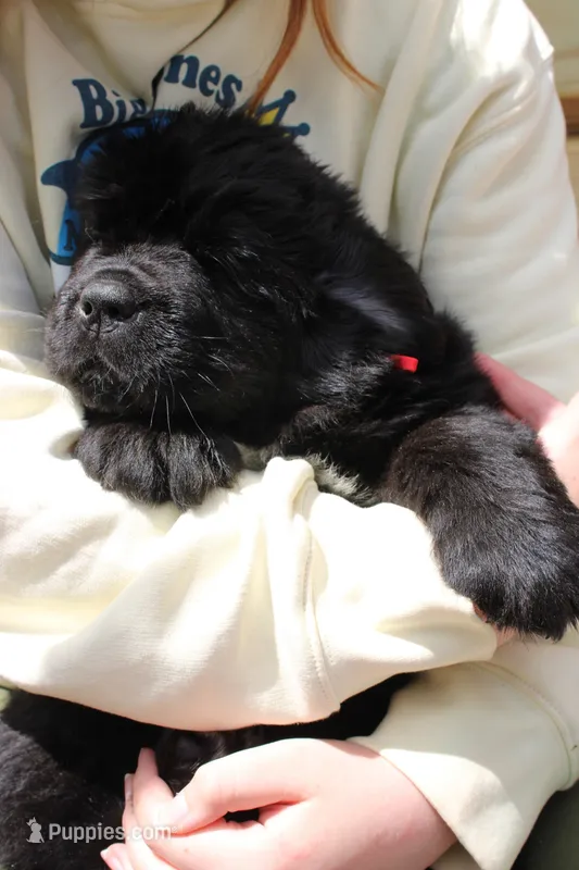 LadyBug – Newfoundland puppy for sale in Shermans Dale, PA