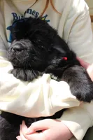 LadyBug, a female Newfoundland for sale in Shermans Dale, PA – 1 of 6