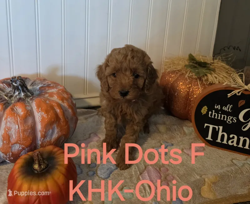 Dolly – Miniature Goldendoodle puppy for sale in Salineville, OH