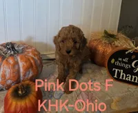 Dolly, a female Miniature Goldendoodle for sale in Salineville, OH – 1 of 2