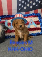 Patriot, a male Miniature Goldendoodle for sale in Salineville, OH – 5 of 5