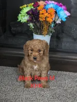Brandon, a male Miniature Goldendoodle for sale in Salineville, OH – 1 of 3