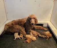 Hattie, a female Poodle - Standard  for sale in Salineville, OH – 1 of 6