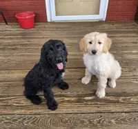 Randi, a female Poodle - Standard  for sale in Salineville, OH – 4 of 5