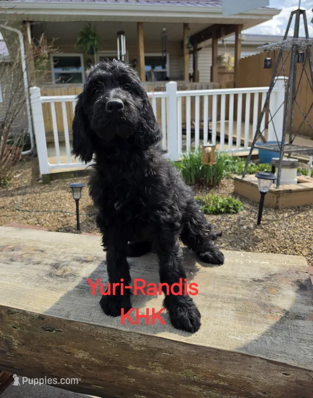 Yuri – Goldendoodle puppy for sale in Salineville, OH