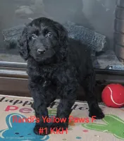 Yuri, a female Goldendoodle for sale in Salineville, OH – Photo 2 of 3