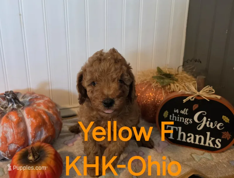 Yokokom – Miniature Goldendoodle puppy for sale in Salineville, OH