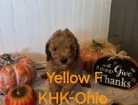 Yokokom, a female Miniature Goldendoodle for sale in Salineville, OH – 1 of 2