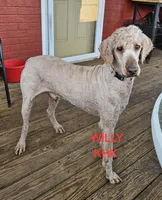 Willy, a male Poodle - Standard  for sale in Salineville, OH – Photo 3 of 4
