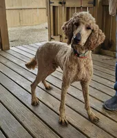 Willy, a male Poodle - Standard  for sale in Salineville, OH – Photo 1 of 4