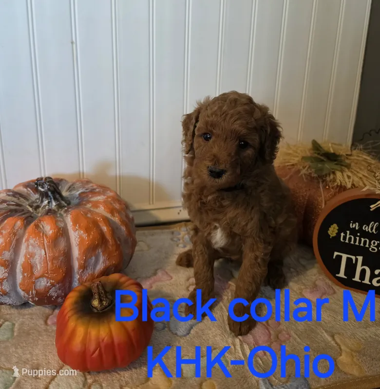 Brandon – Miniature Goldendoodle puppy for sale in Salineville, OH