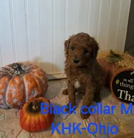 Brandon, a male Miniature Goldendoodle for sale in Salineville, OH – 1 of 2