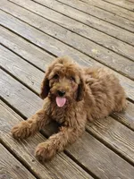 Hattie, a female Poodle - Standard  for sale in Salineville, OH – 6 of 6