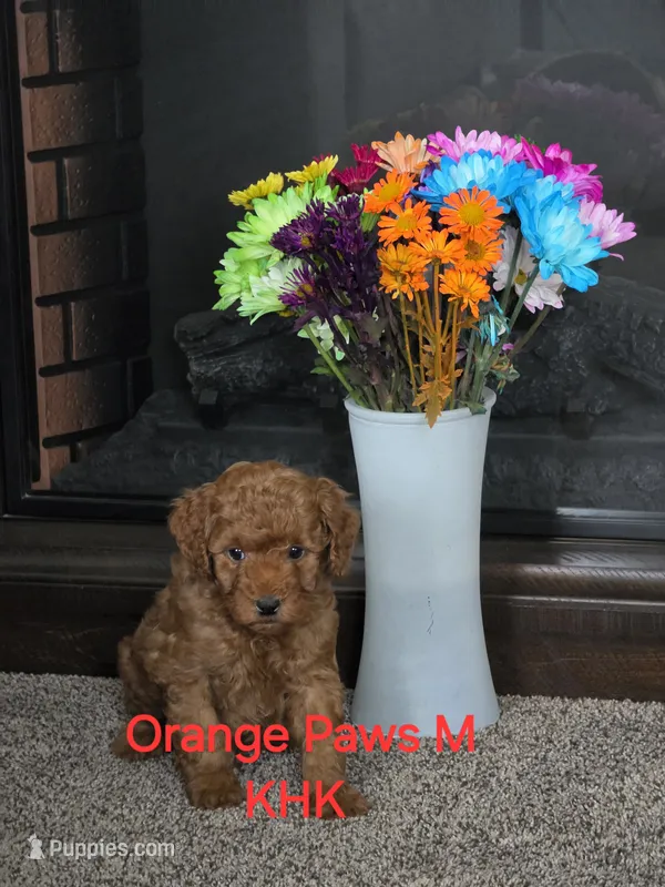 Orion , a male Miniature Goldendoodle for sale in Salineville, OH – 1 of 3