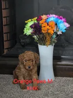 Orion , a male Miniature Goldendoodle for sale in Salineville, OH – 1 of 3