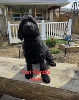 Yuri, a male Goldendoodle for sale in Salineville, OH – 1 of 3