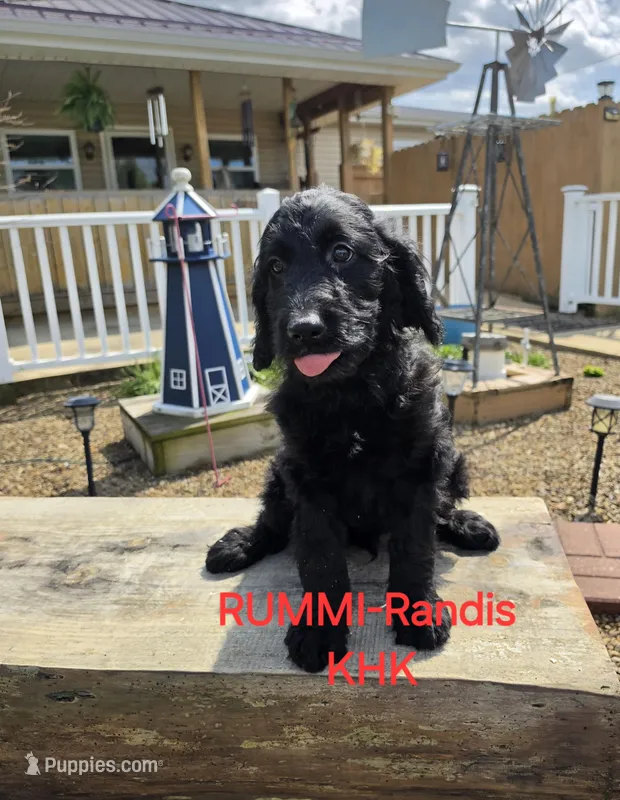 Rummi – Goldendoodle puppy for sale in Salineville, OH
