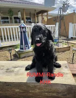 Rummi, a female Goldendoodle for sale in Salineville, OH – Photo 1 of 3