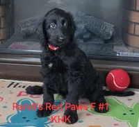 Rummi, a female Goldendoodle for sale in Salineville, OH – Photo 2 of 3