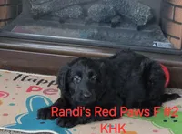 Rummi, a female Goldendoodle for sale in Salineville, OH – Photo 3 of 3