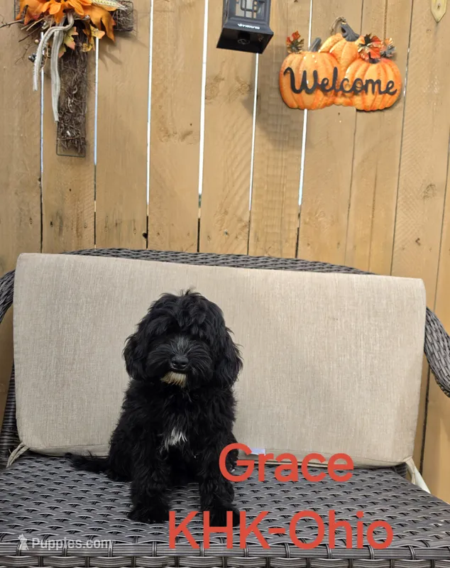 Grace – Goldendoodle puppy for sale in Salineville, OH