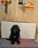 Grace, a male Goldendoodle for sale in Salineville, OH – 3 of 3