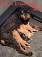 Freedom, a male Miniature Goldendoodle for sale in Salineville, OH – 2 of 3