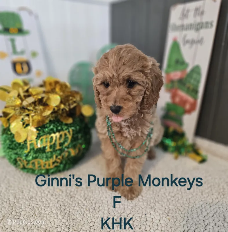 Patti – Miniature Goldendoodle puppy for sale in Salineville, OH
