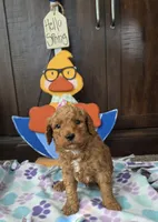 Brandon, a male Miniature Goldendoodle for sale in Salineville, OH – 3 of 3
