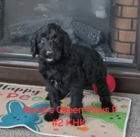 Gretchen, a male Goldendoodle for sale in Salineville, OH – 2 of 2