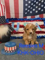 Knox, a male Miniature Goldendoodle for sale in Salineville, OH – 3 of 3