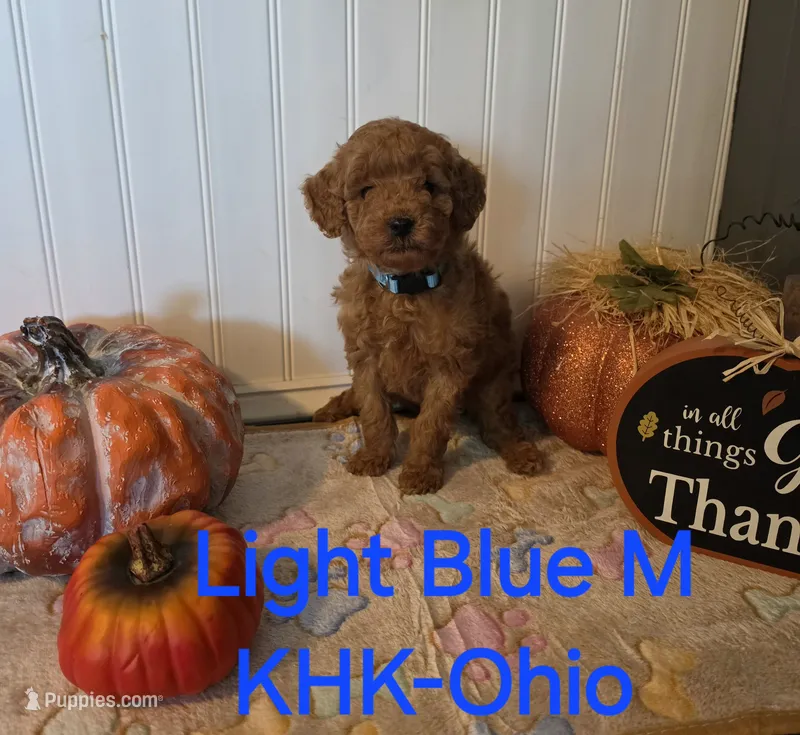 Luke – Miniature Goldendoodle puppy for sale in Salineville, OH