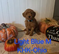 Luke, a male Miniature Goldendoodle for sale in Salineville, OH – 1 of 2