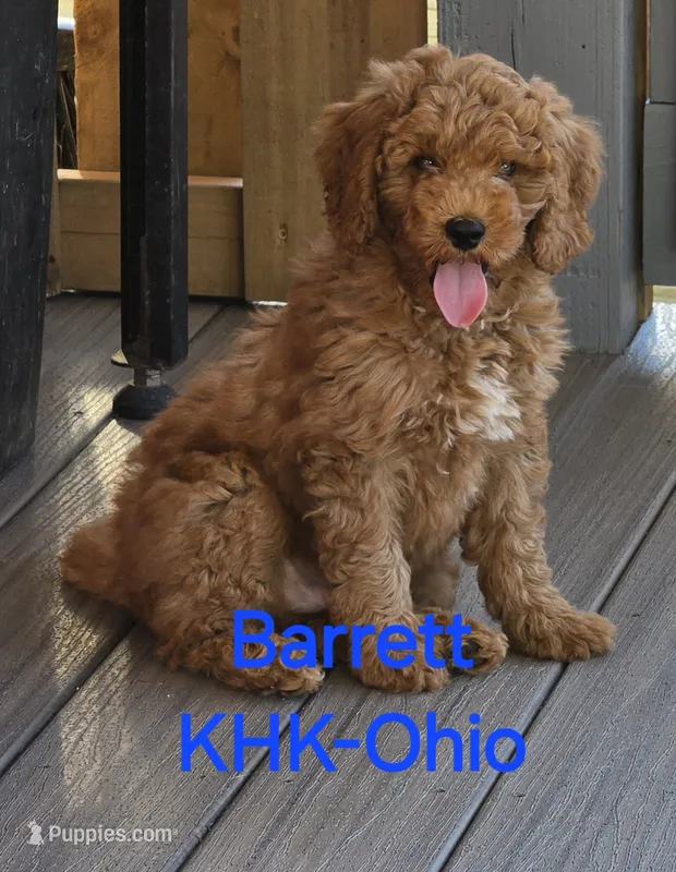 Barrett – Miniature Goldendoodle puppy for sale in Salineville, OH