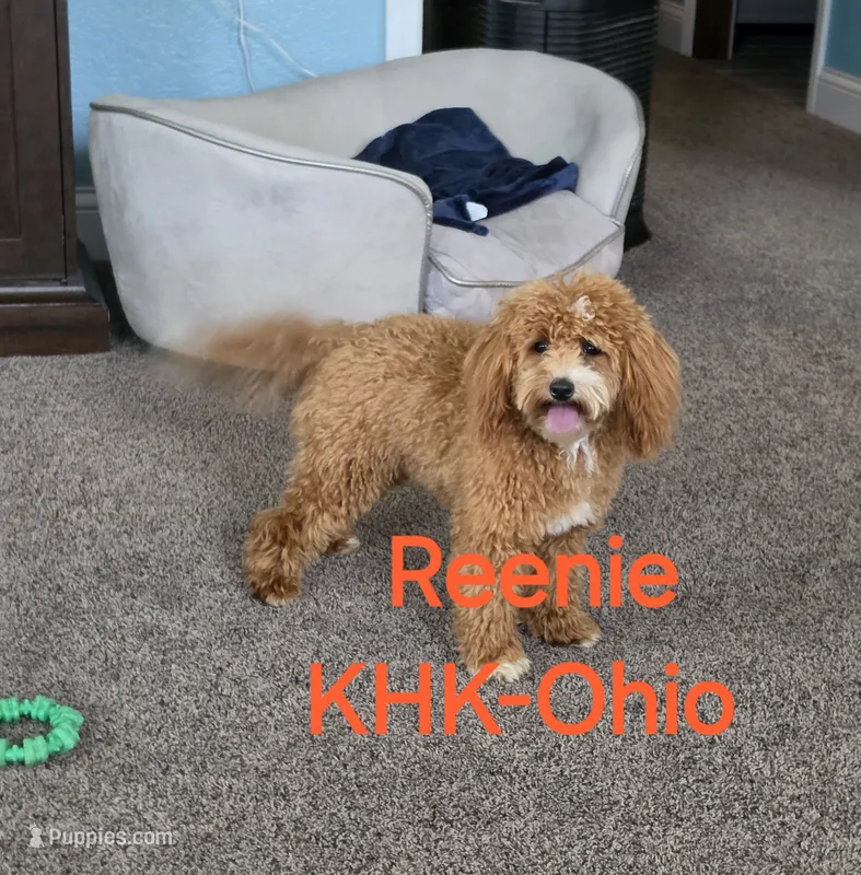 Reenie – Miniature Goldendoodle puppy for sale in Salineville, OH