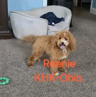 Reenie, a female Miniature Goldendoodle for sale in Salineville, OH – 1 of 4