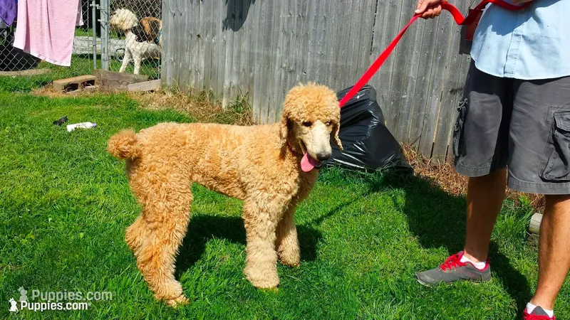 Hattie – Poodle - Standard  puppy for sale in Salineville, OH