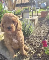 Barrett, a male Miniature Goldendoodle for sale in Salineville, OH – 6 of 10