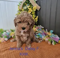 Paris, a female Miniature Goldendoodle for sale in Salineville, OH – Photo 2 of 2