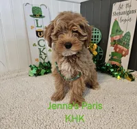Paris, a female Miniature Goldendoodle for sale in Salineville, OH – Photo 1 of 2