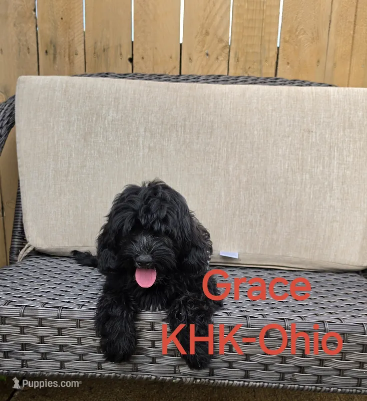 Grace – Goldendoodle puppy for sale in Salineville, OH