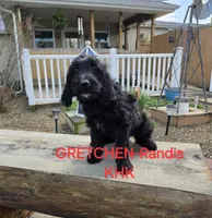 Gretchen, a female Goldendoodle for sale in Salineville, OH – Photo 1 of 3